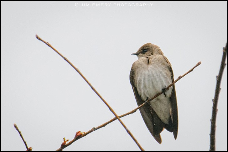 Northern Rough-winged Swallow - ML219064181
