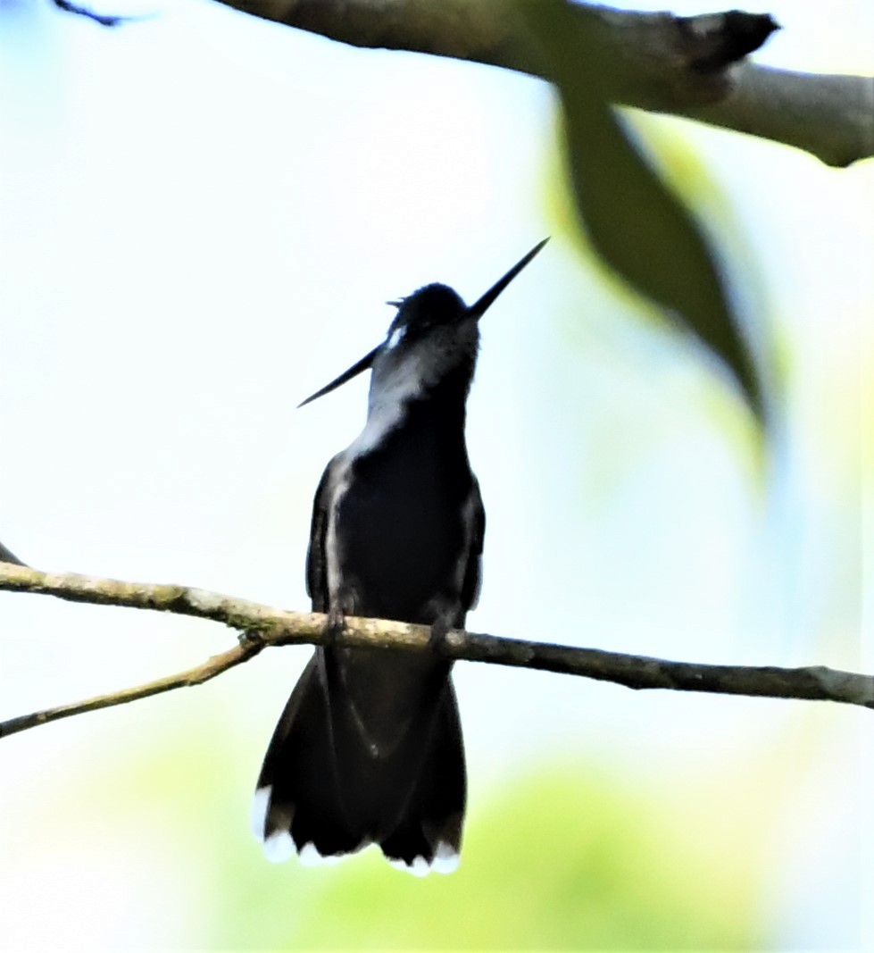 Purple-crowned Plovercrest - ML219064791