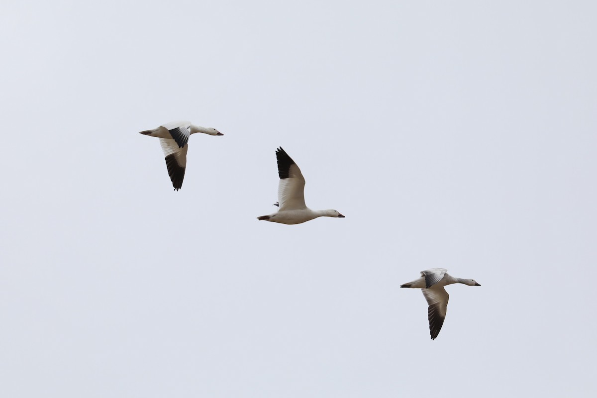 Snow Goose - ML219065091