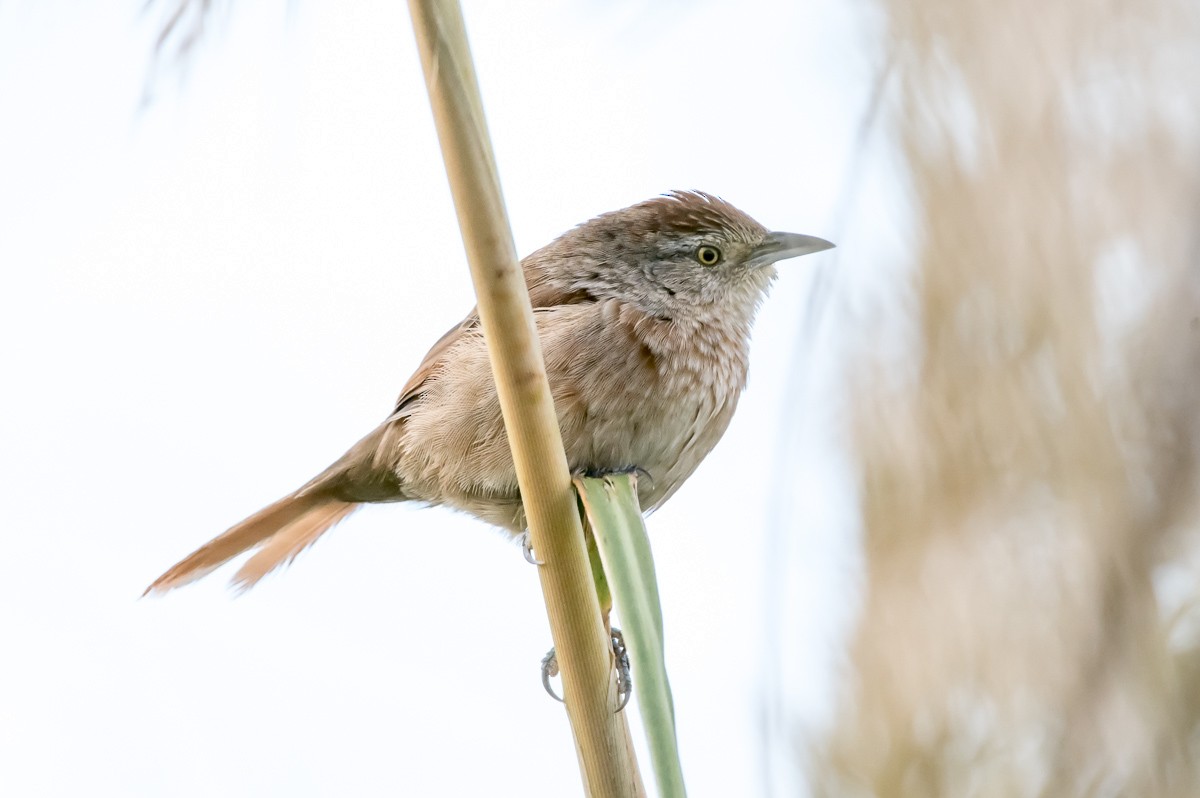 Freckle-breasted Thornbird - ML219065401