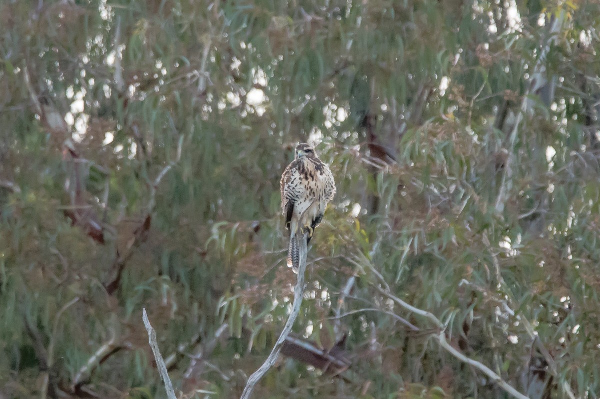 Harris's Hawk - ML219065551