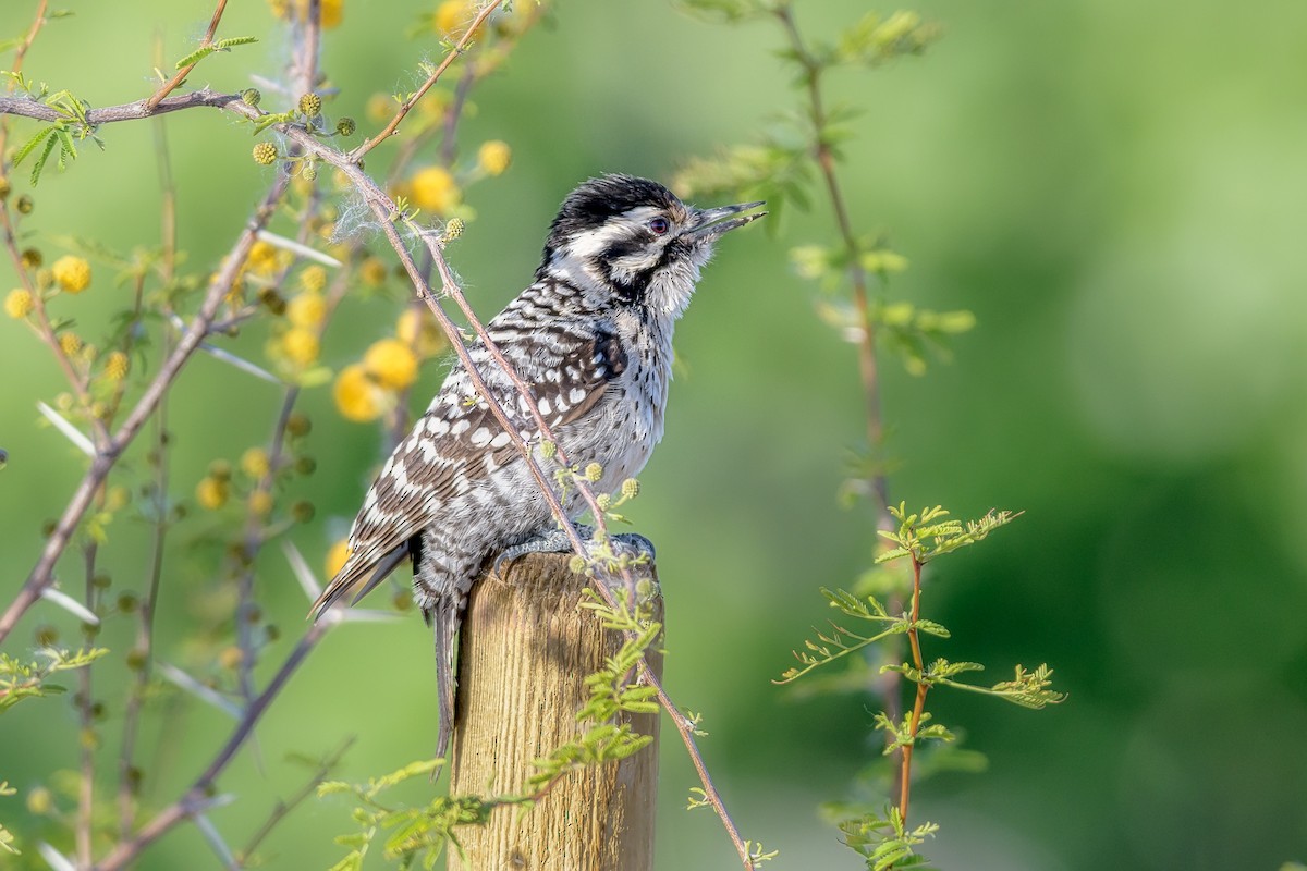 Ladder-backed Woodpecker - ML219066771