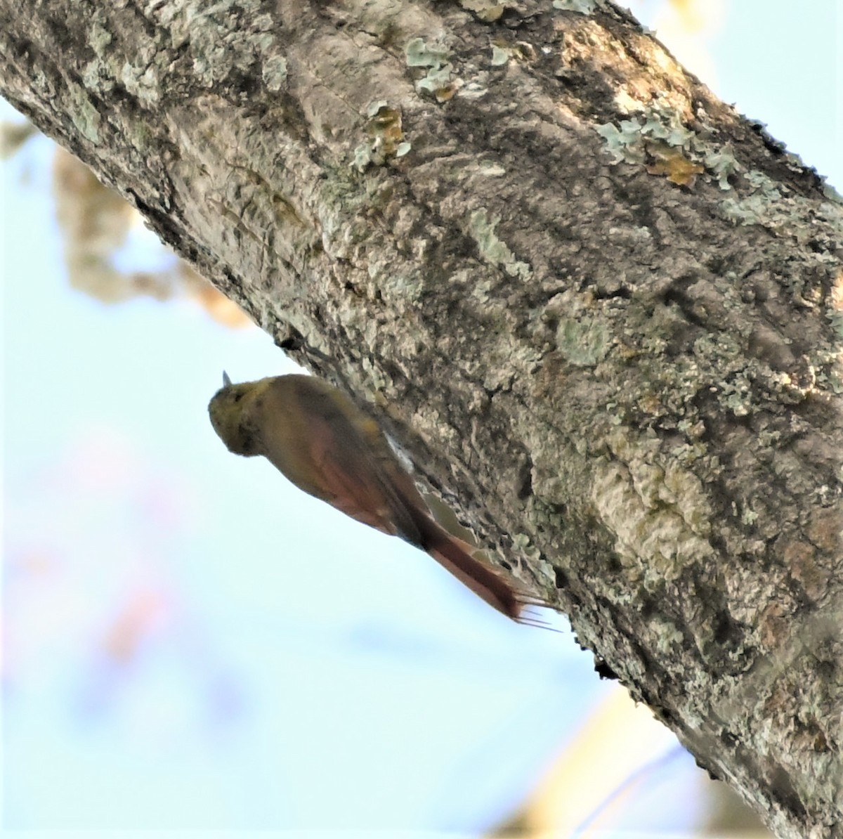 Olivaceous Woodcreeper - ML219066881