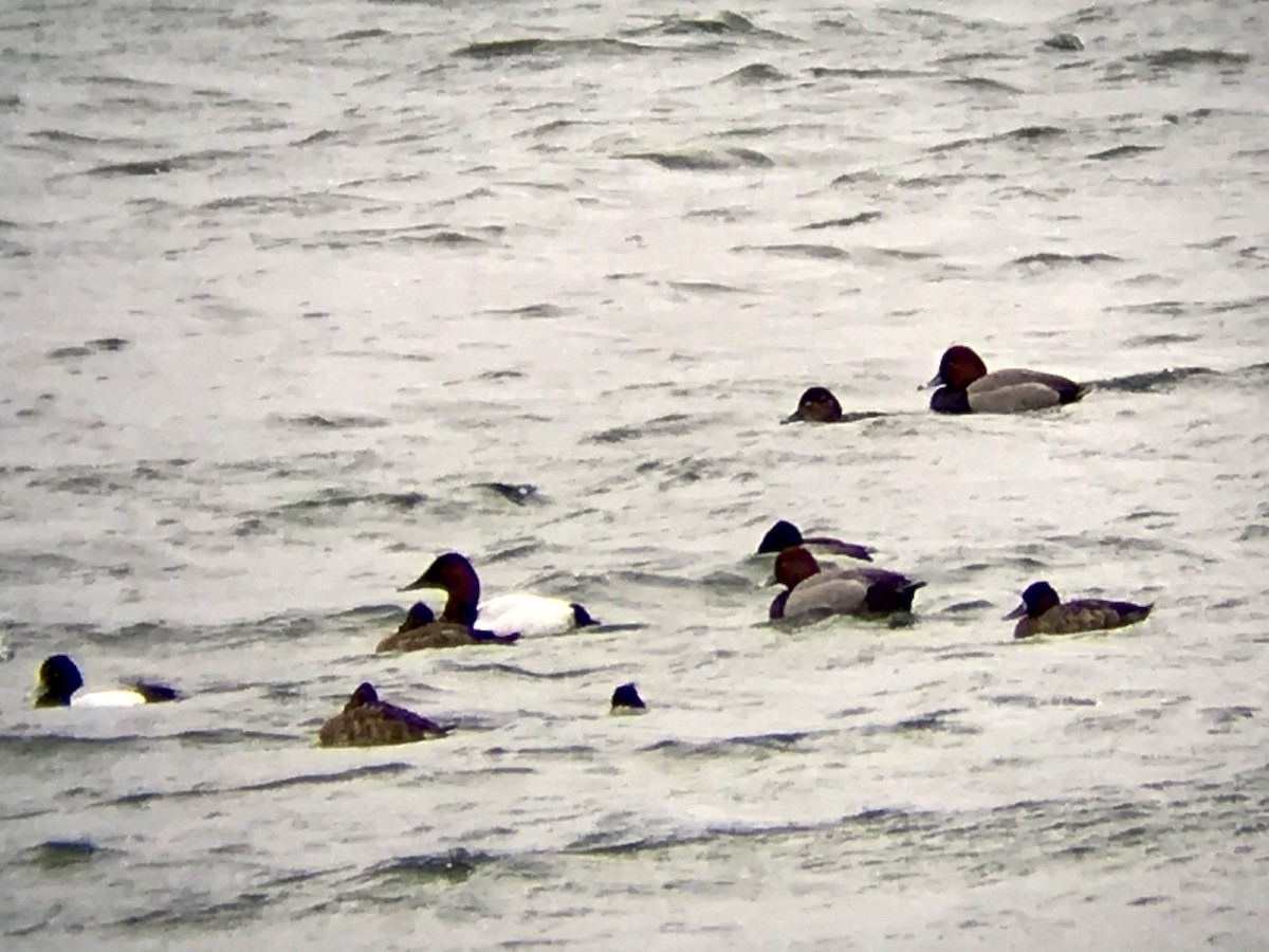 Canvasback - ML219067021