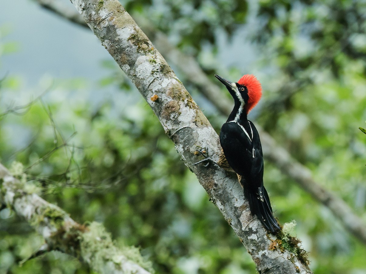 Powerful Woodpecker - ML219069111