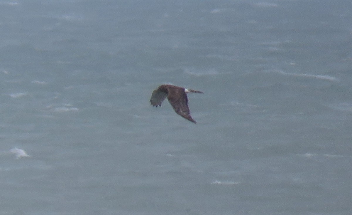 Northern Harrier - ML219070351
