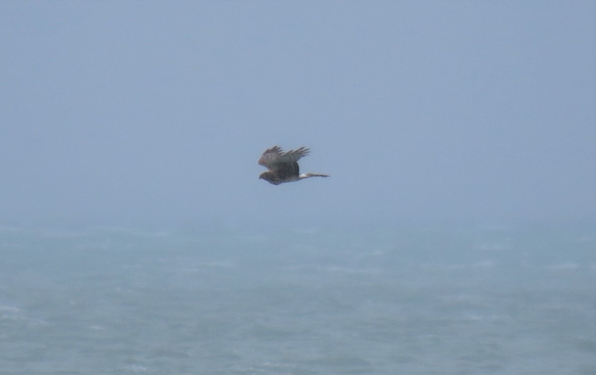 Northern Harrier - ML219070361