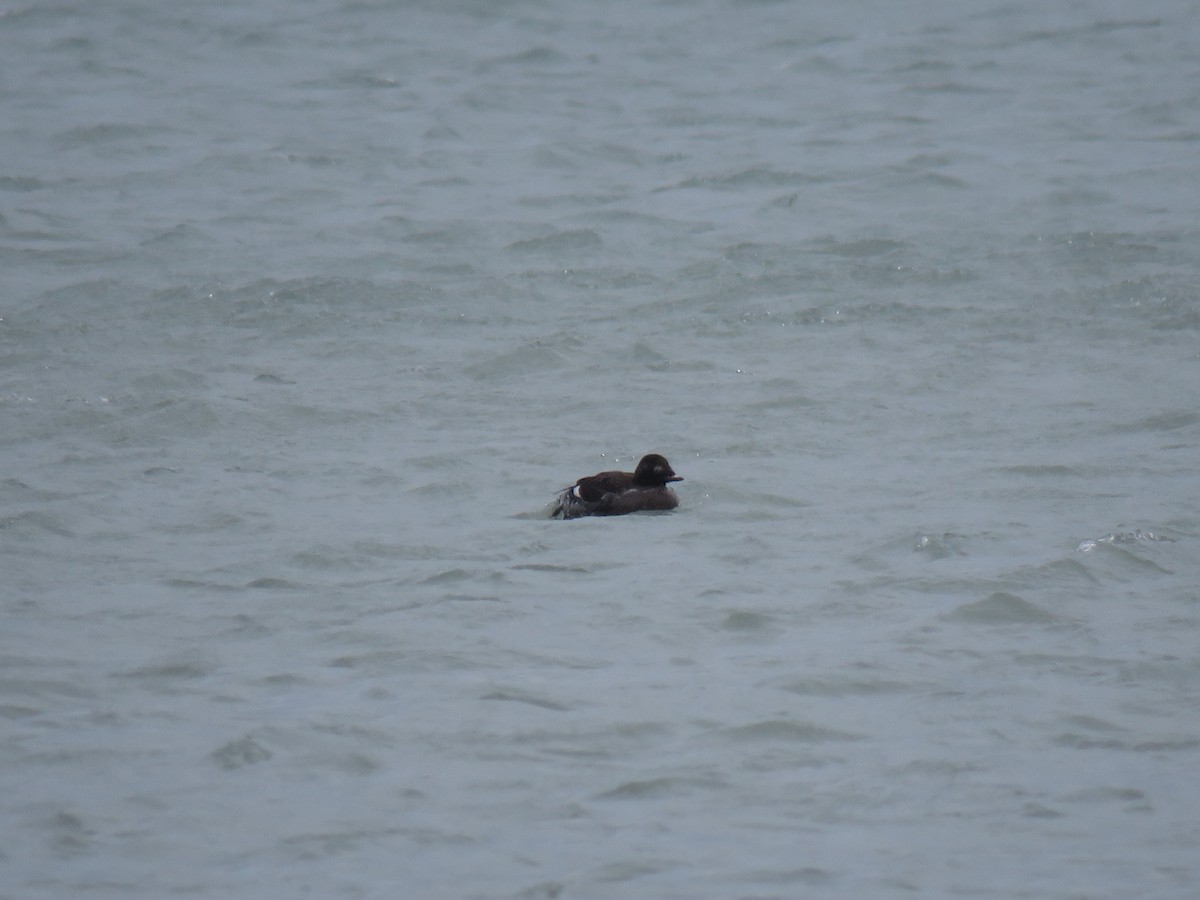 White-winged Scoter - ML219070501