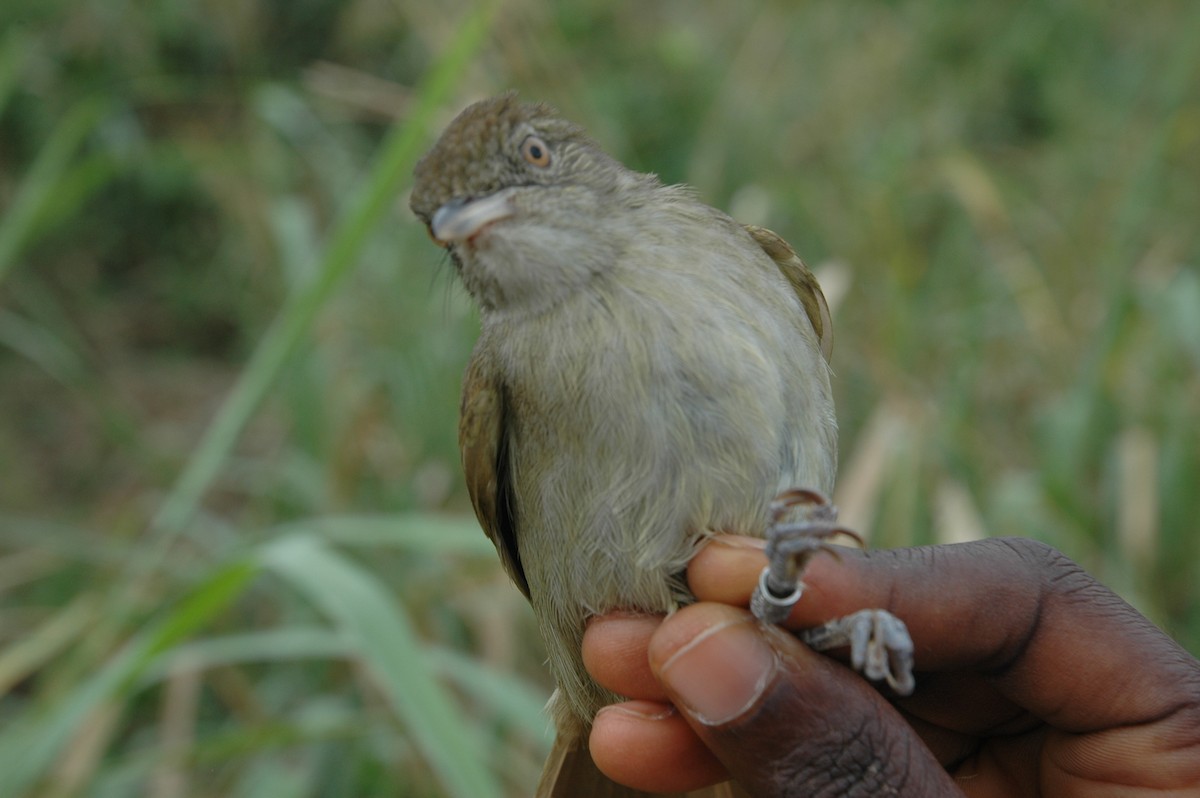 Baumann's Greenbul - ML219071571