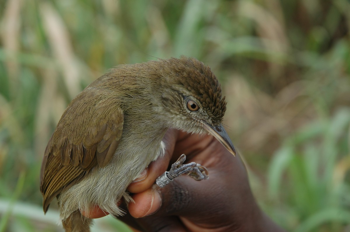 Baumann's Greenbul - ML219071611