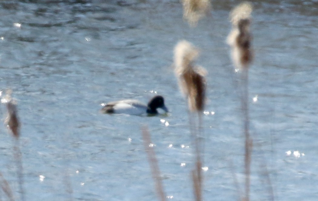 Lesser Scaup - ML219071841