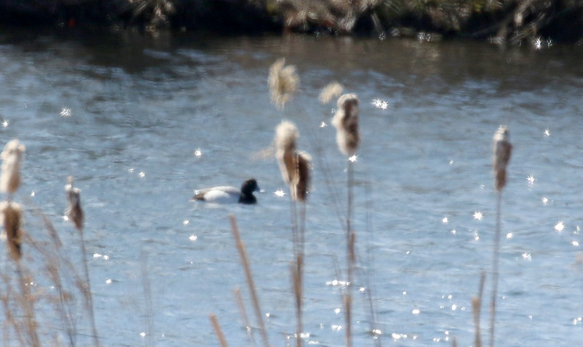 Lesser Scaup - ML219071871