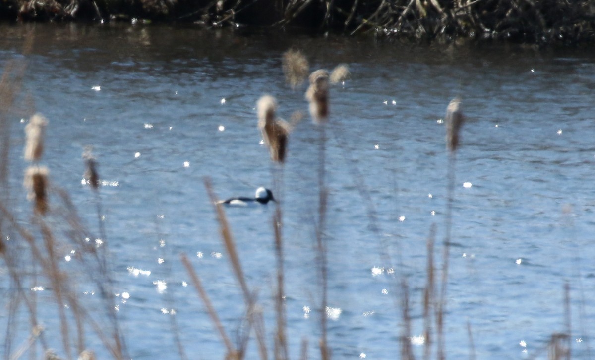 Bufflehead - ML219071931