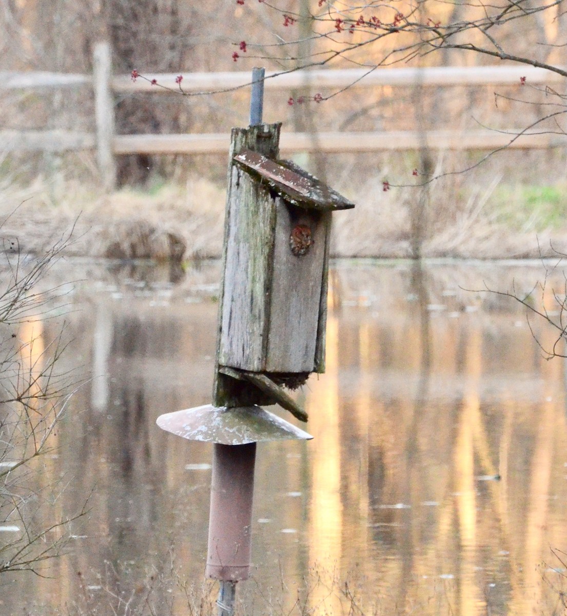 Eastern Screech-Owl - ML219075961