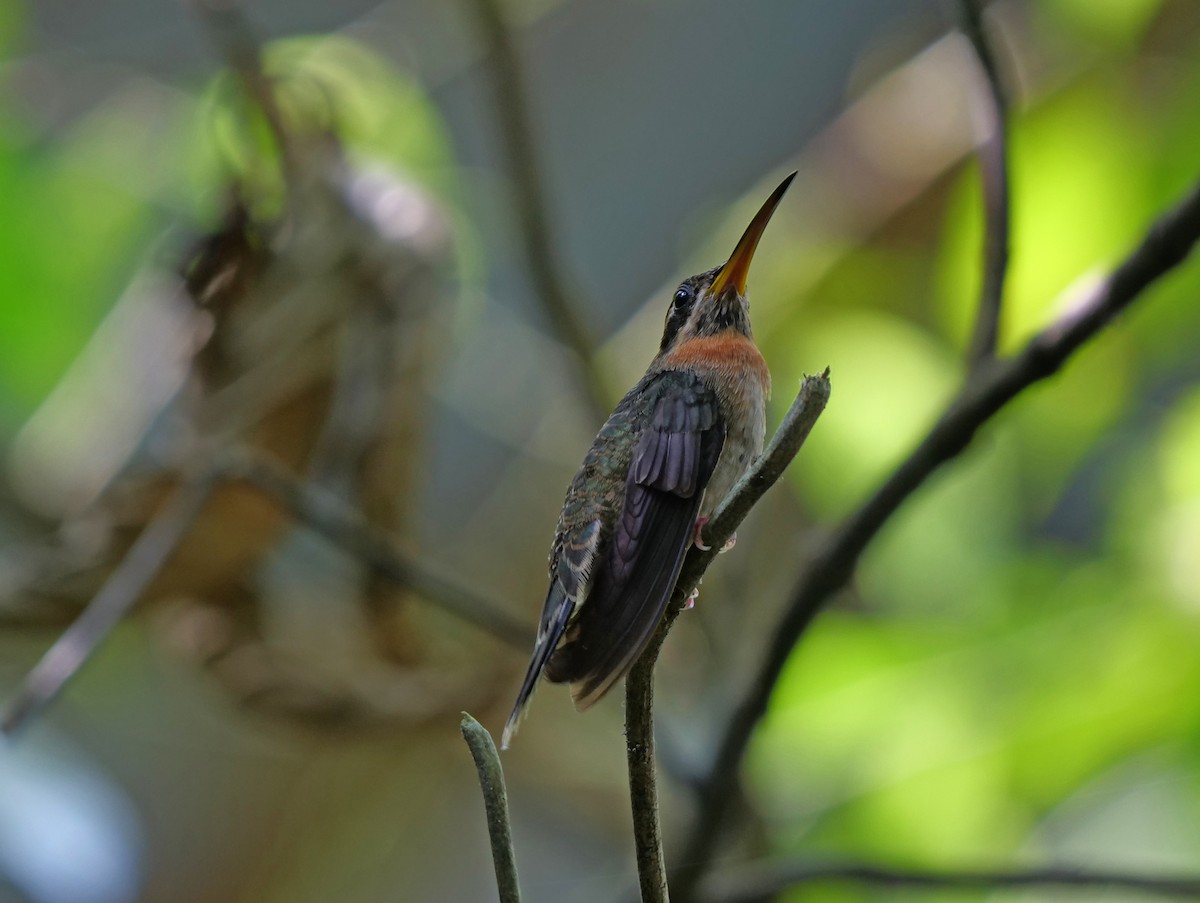 Полосатохвостый колибри-отшельник - ML219076231