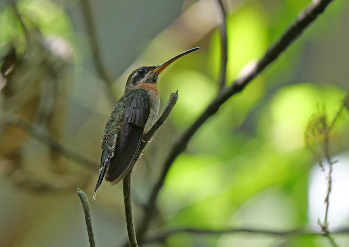 Полосатохвостый колибри-отшельник - ML219076251