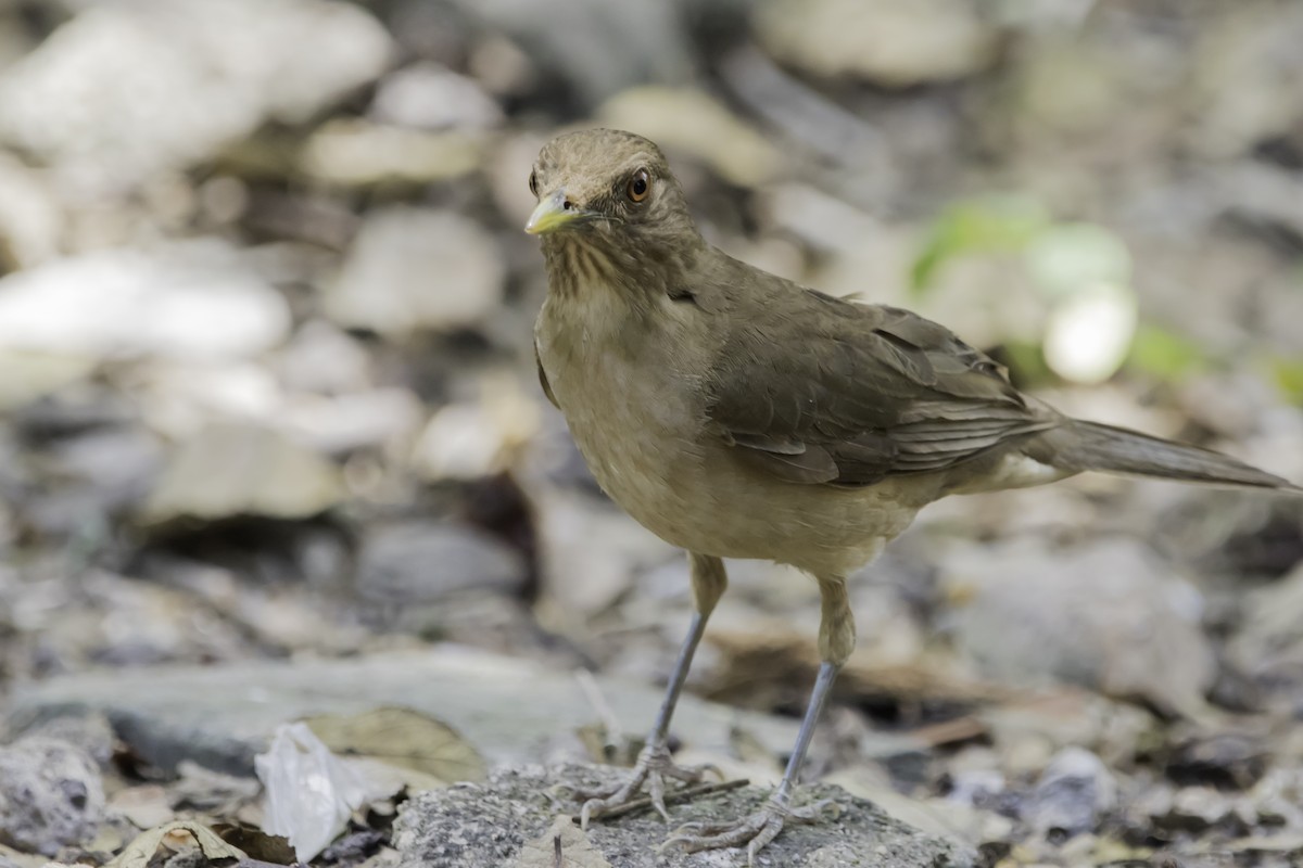 Clay-colored Thrush - ML219076731