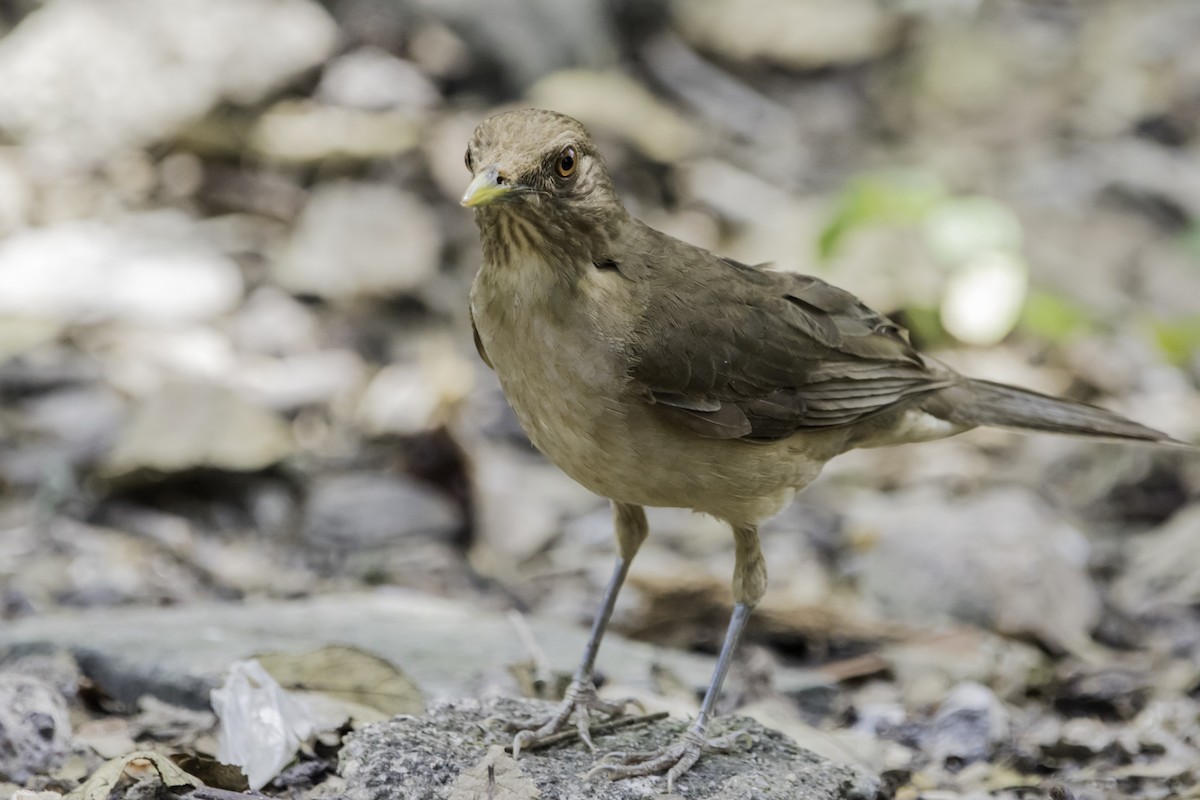 Clay-colored Thrush - ML219076881