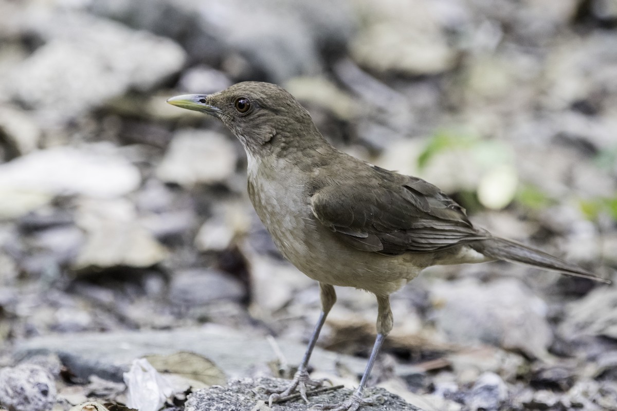 Clay-colored Thrush - ML219076981