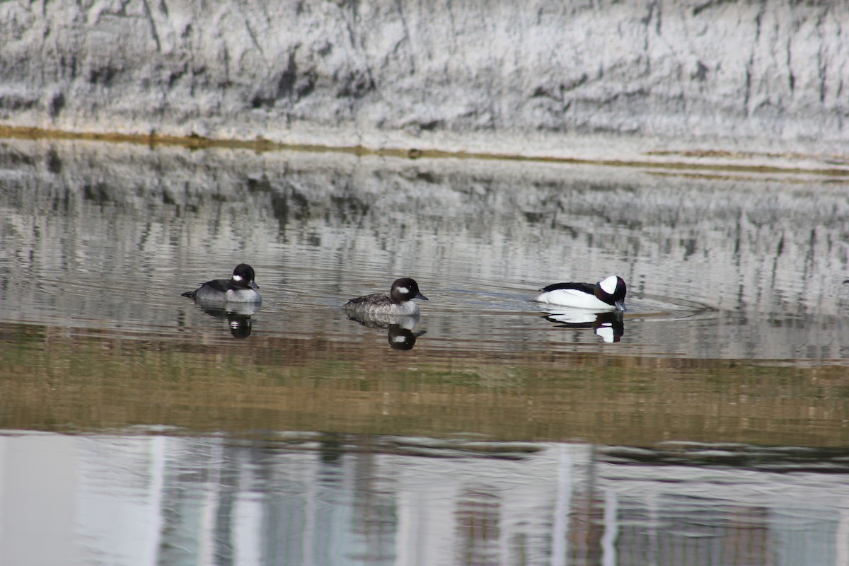 Bufflehead - ML219078911