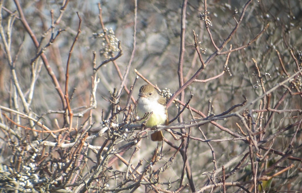 Ash-throated Flycatcher - ML219078991