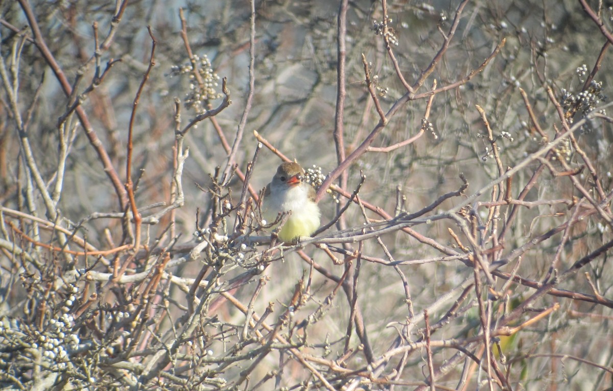 Ash-throated Flycatcher - ML219079011