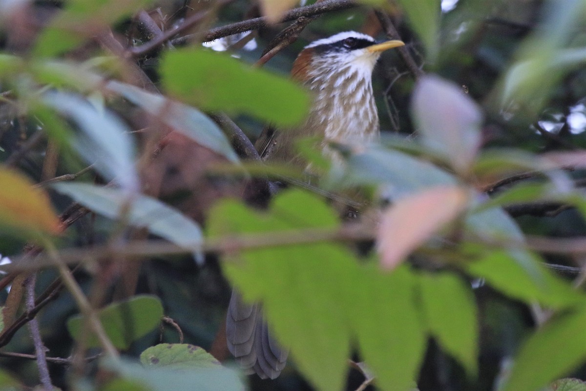 Streak-breasted Scimitar-Babbler - ML219082611