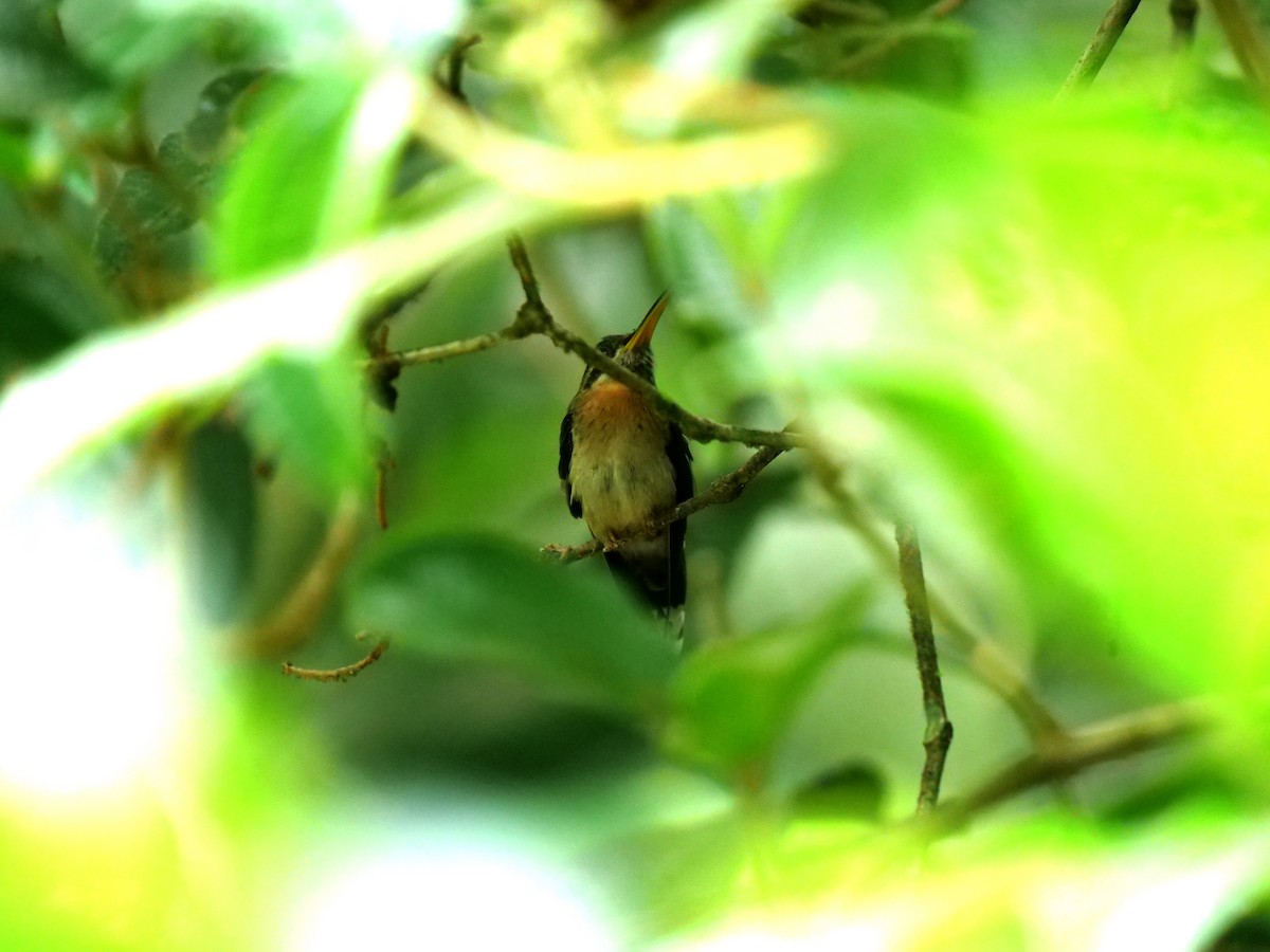Полосатохвостый колибри-отшельник - ML219083301