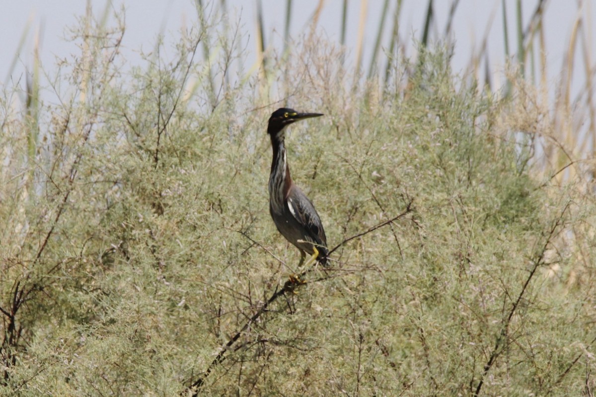 Green Heron - ML21908331