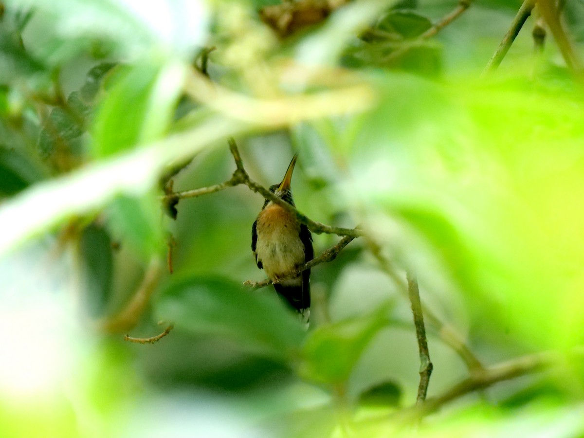 Полосатохвостый колибри-отшельник - ML219083311