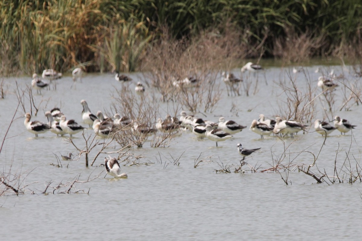 Avocette d'Amérique - ML21908371