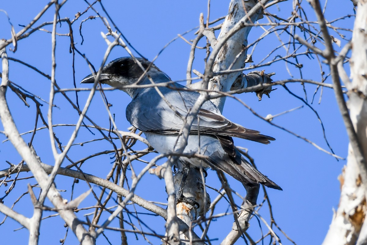 Black-faced Cuckooshrike - ML219084341