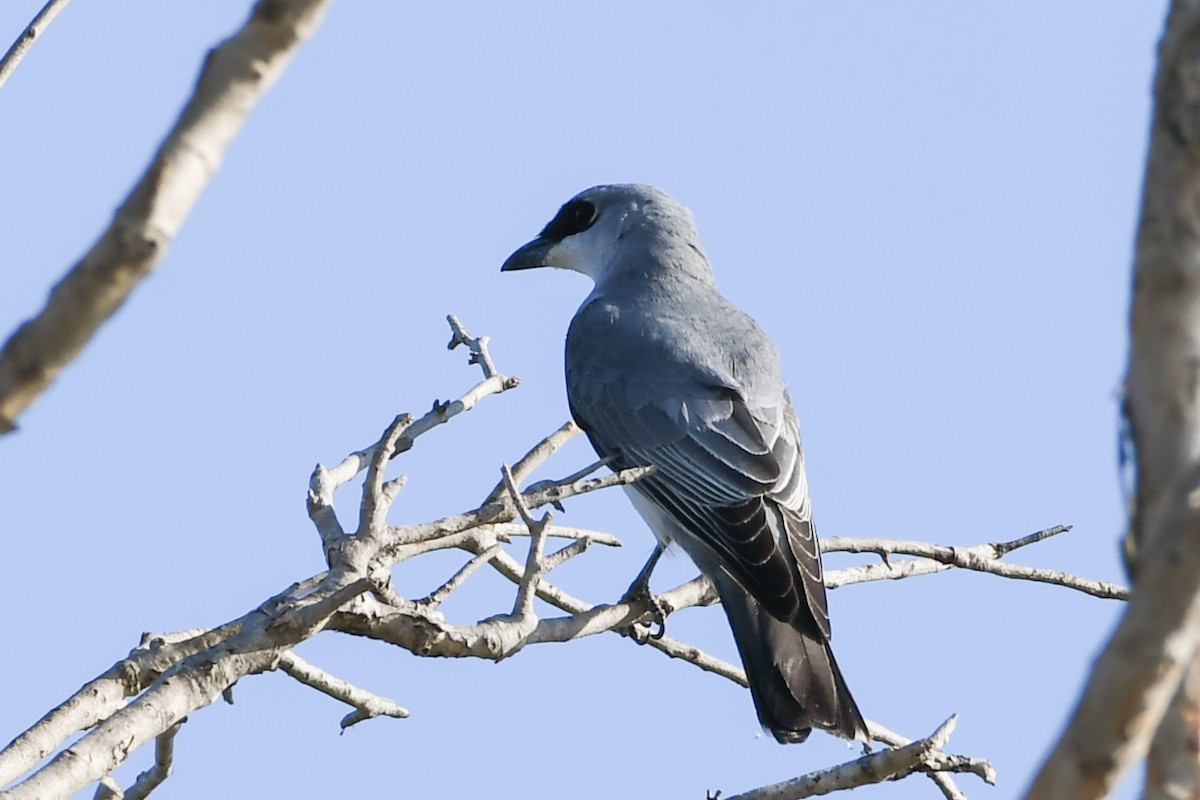 White-bellied Cuckooshrike - ML219084491