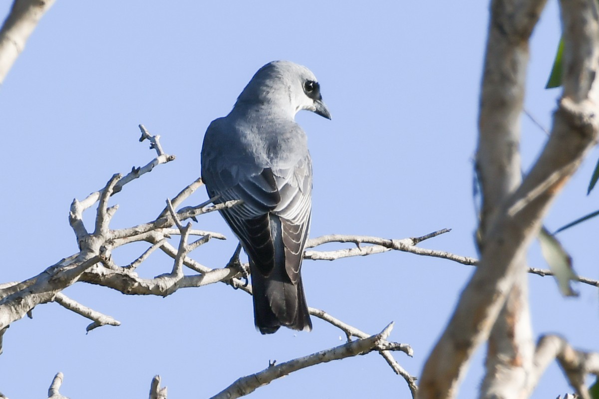 White-bellied Cuckooshrike - ML219084611