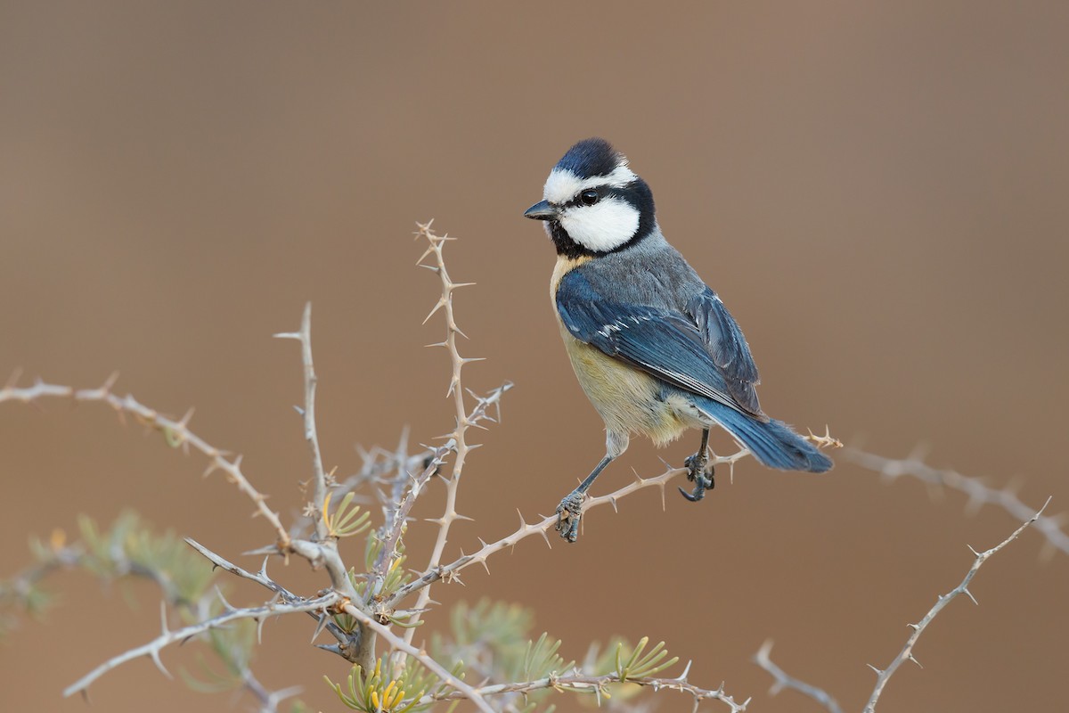 African Blue Tit - ML219085011