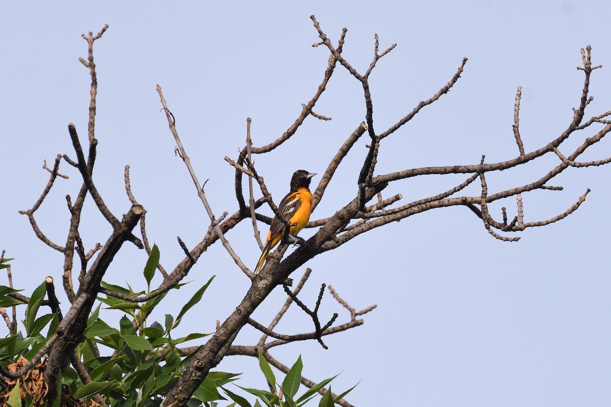 Baltimore Oriole - ML219085581