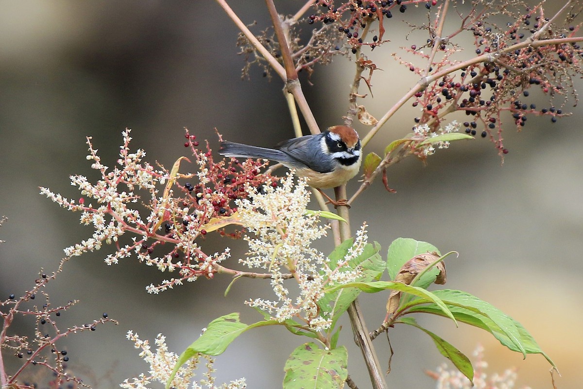 Black-throated Tit (Red-headed) - ML219085971