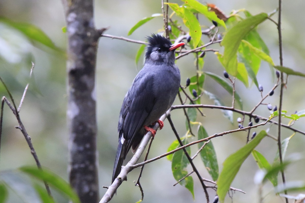 Black Bulbul - ML219086321