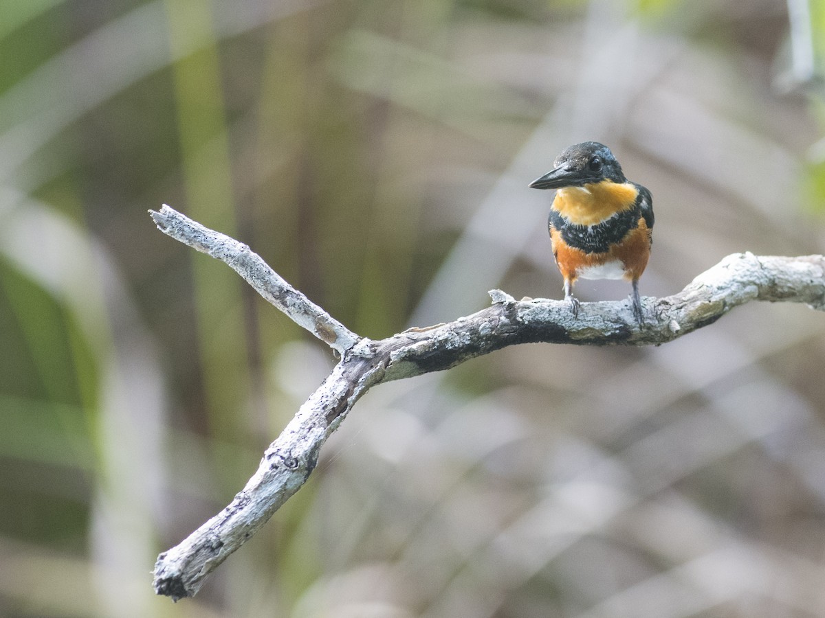 American Pygmy Kingfisher - ML219087311