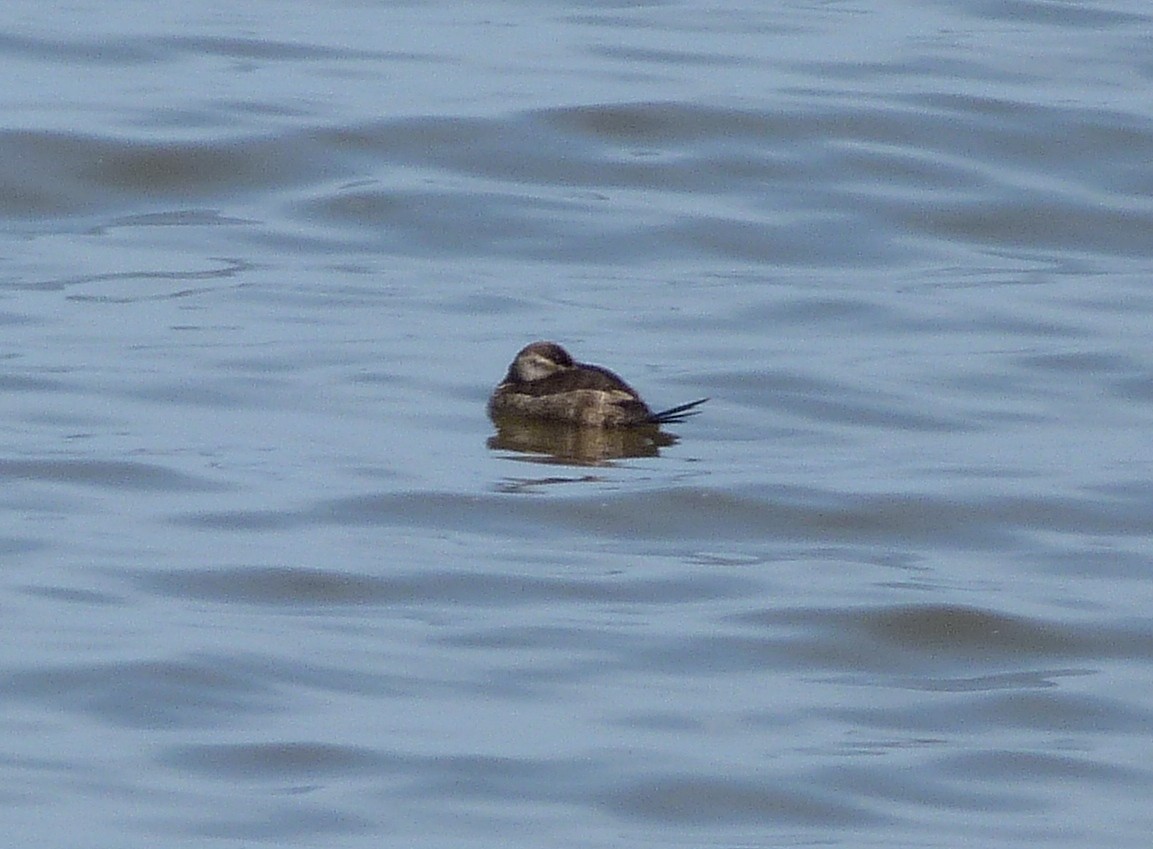 Ruddy Duck - ML21908761