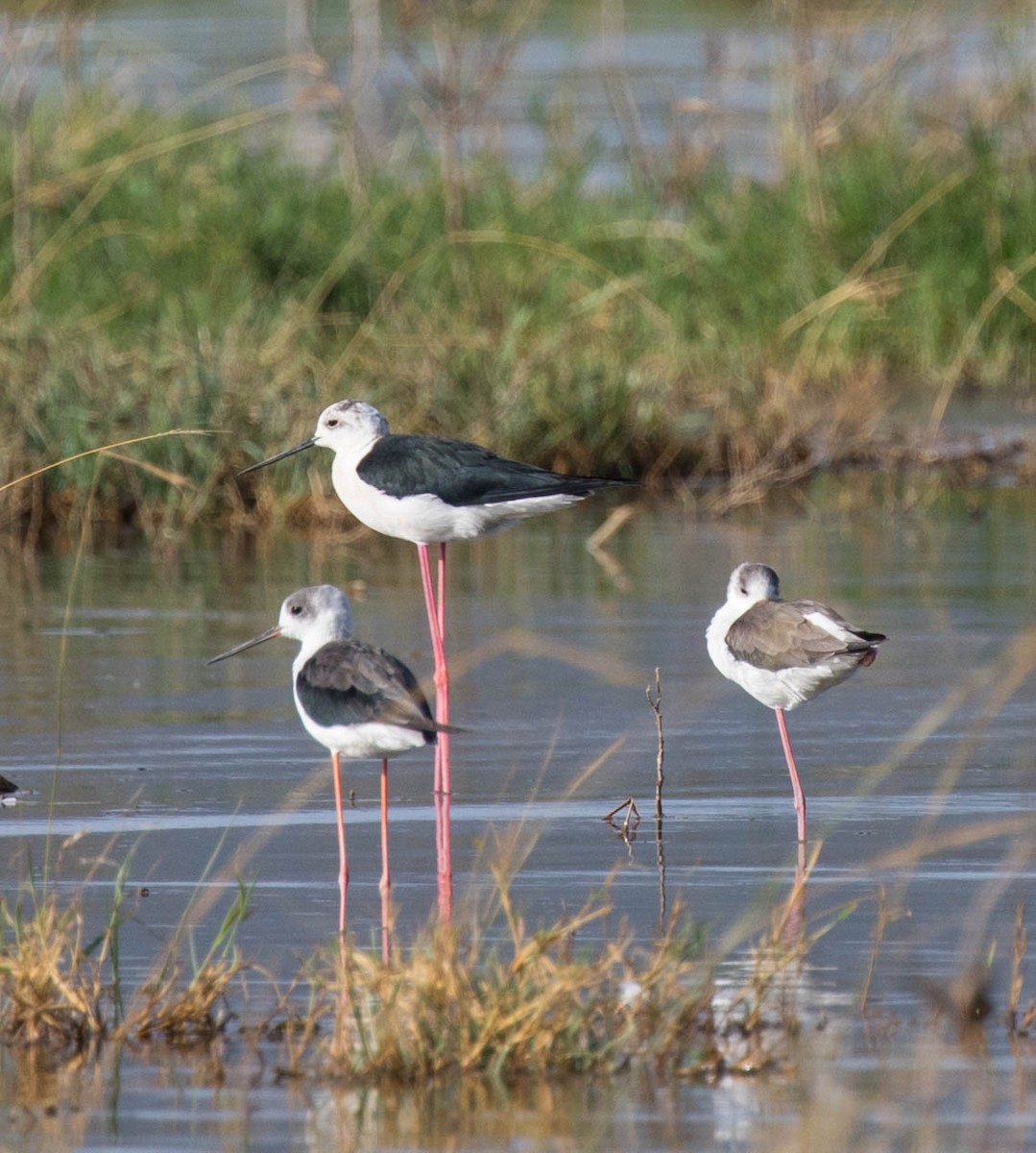 Black-winged Stilt - Leslie Weichsel