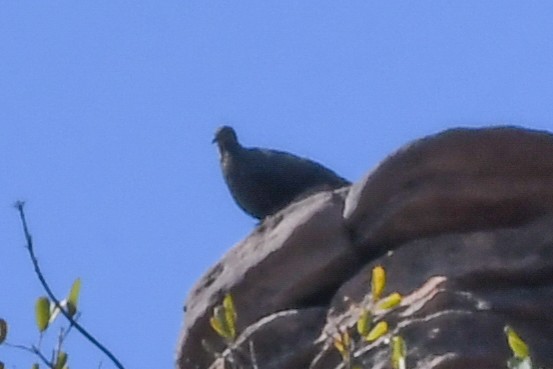 Chestnut-quilled Rock-Pigeon - ML219088391