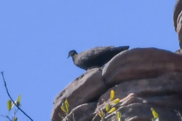 Chestnut-quilled Rock-Pigeon - ML219088401