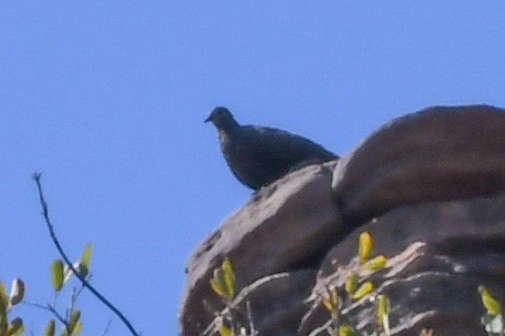 Chestnut-quilled Rock-Pigeon - ML219088421