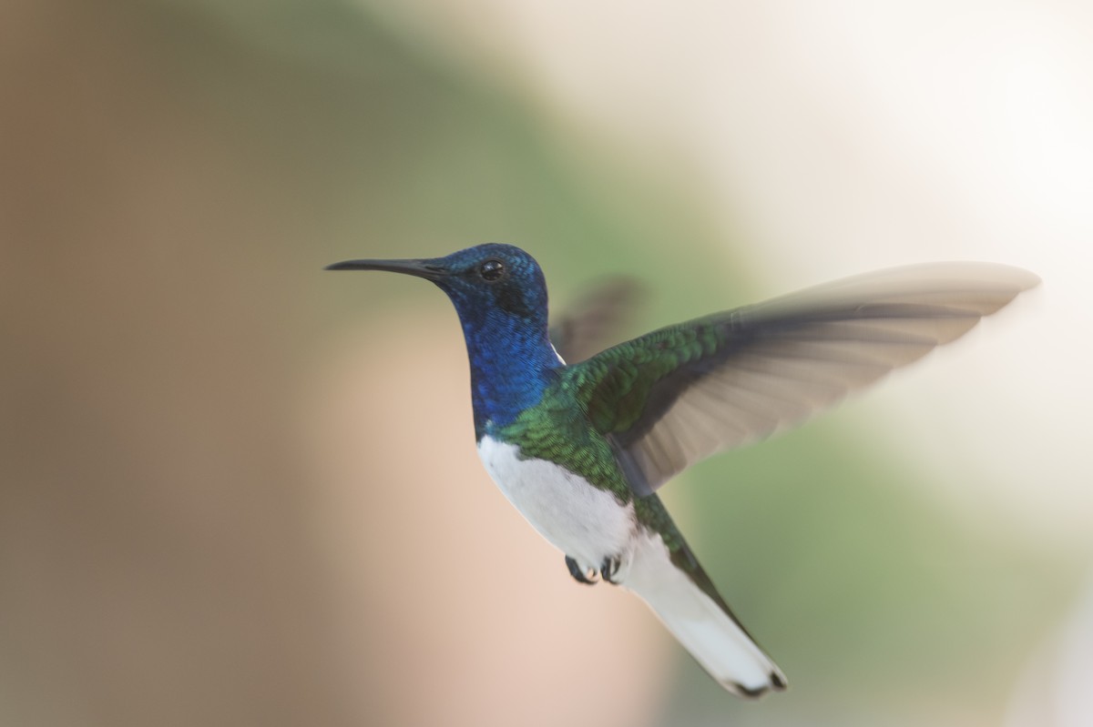 White-necked Jacobin - ML219088951