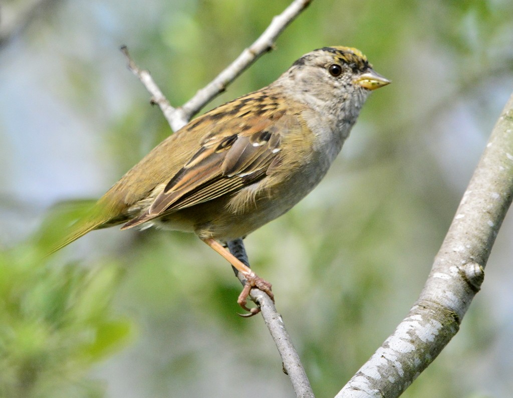 Golden-crowned Sparrow - Mike Bush