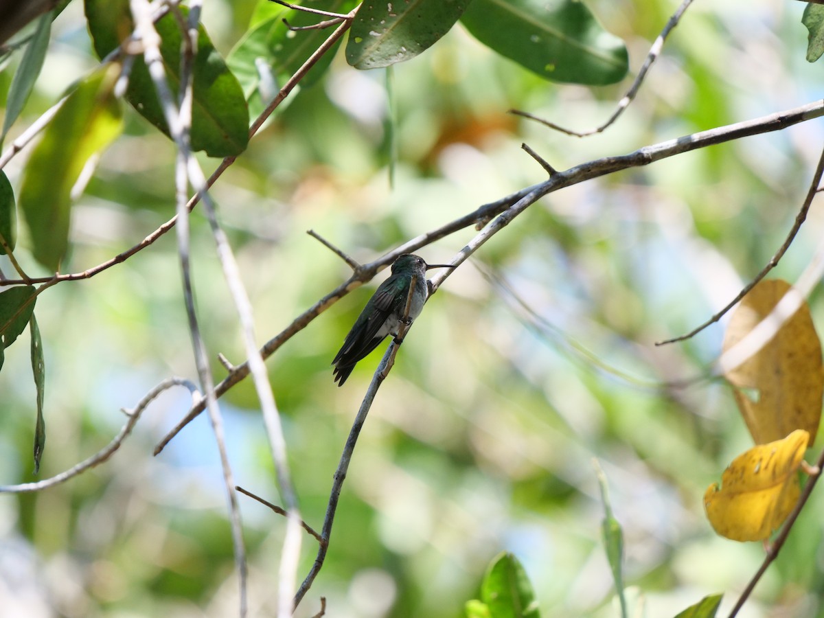 kolibřík mangrovový - ML219089311