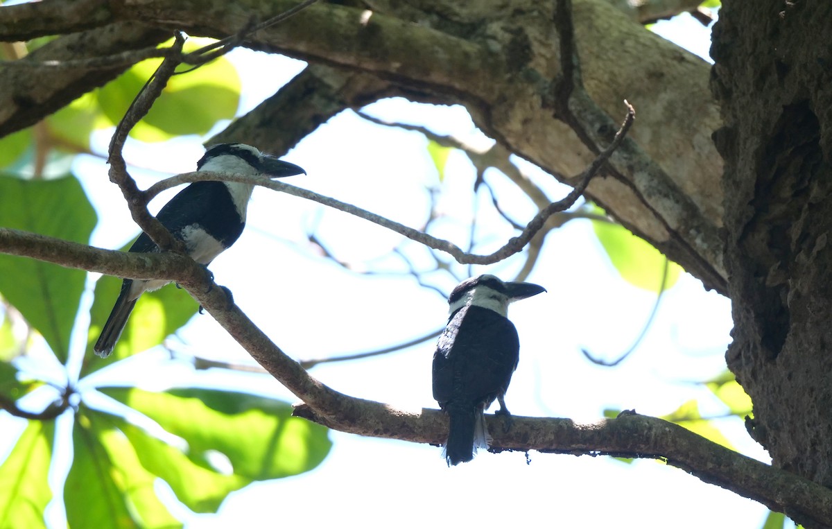 White-necked Puffbird - ML219089791