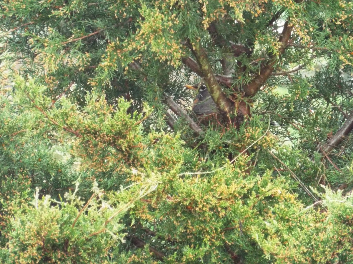 American Robin - ML219090251