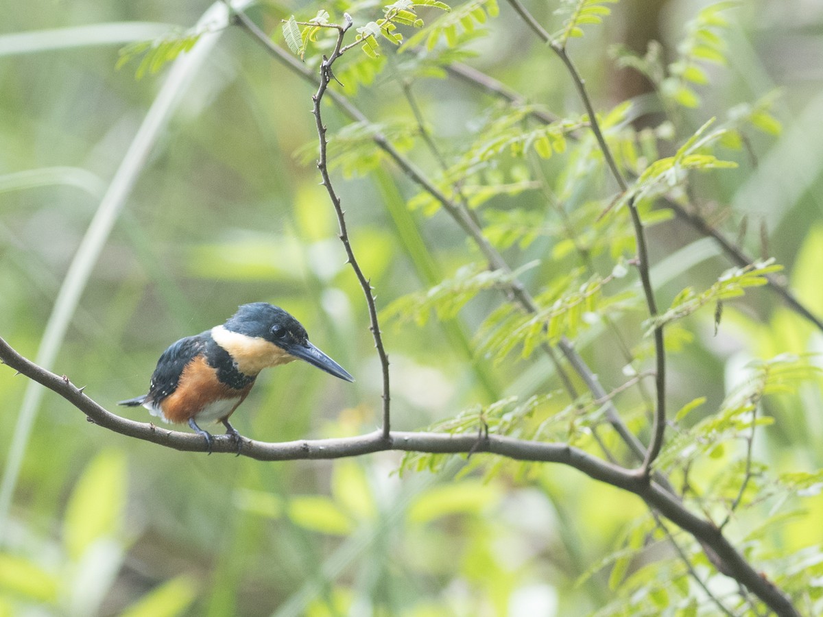 American Pygmy Kingfisher - Rob Cahill